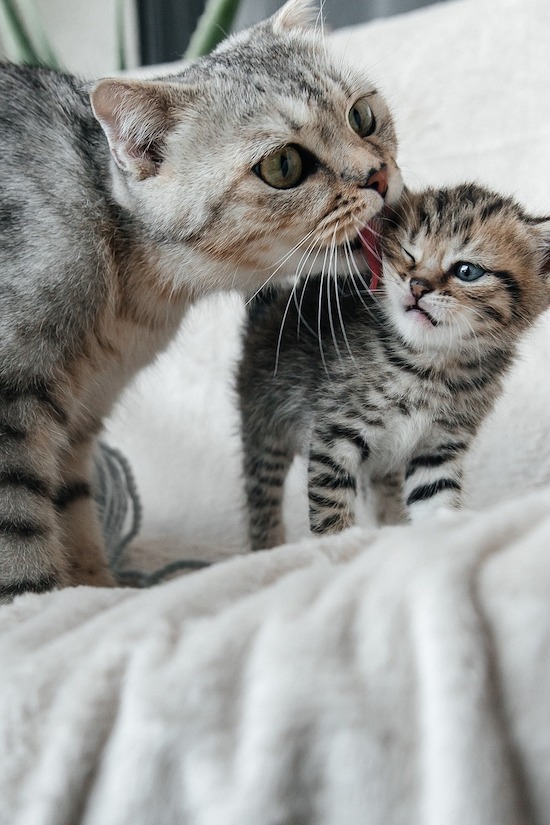 cucciolo di gattino con la mamma immagine da scaricare gratis 
